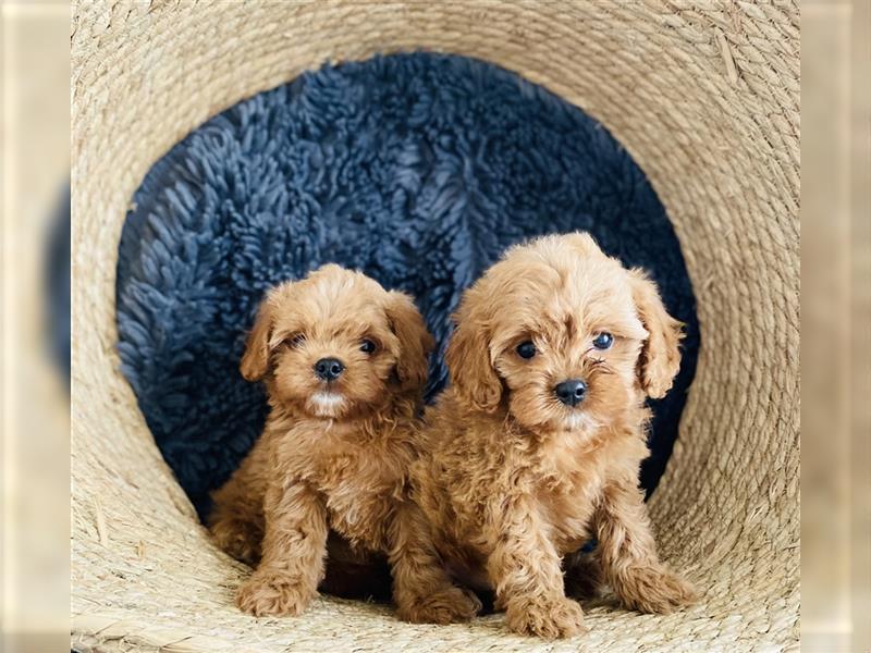 Cavapoo Welpen, Pudel, Cavalier King Charles Spaniel