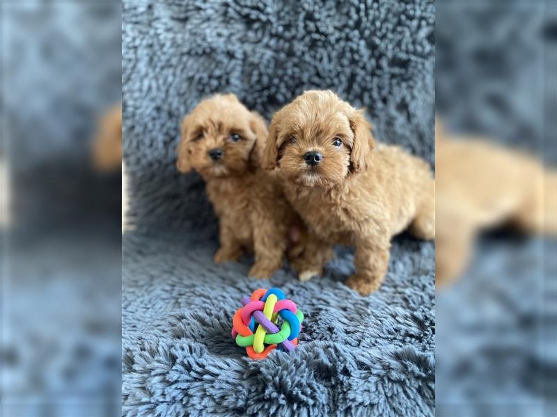 Cavapoo Welpen, Pudel, Cavalier King Charles Spaniel