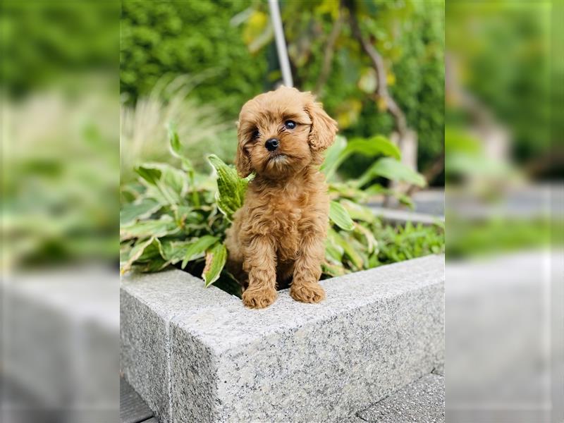 Cavapoo Welpen, Pudel, Cavalier King Charles Spaniel