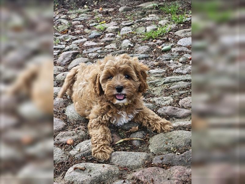 Cavapoo in apricot suchen ihr Zuhause