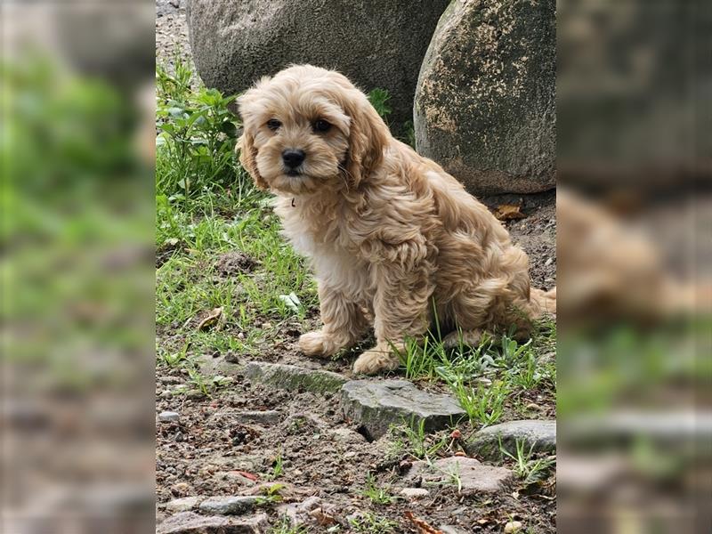 Cavapoo in apricot suchen ihr Zuhause