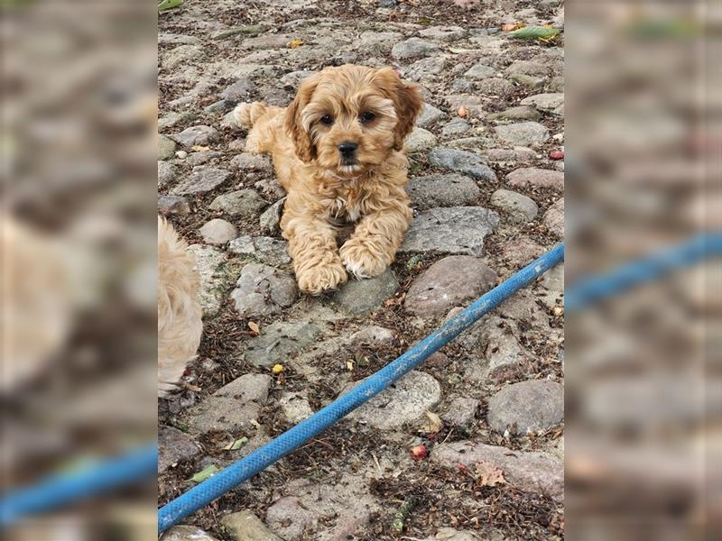 Cavapoo in apricot suchen ihr Zuhause