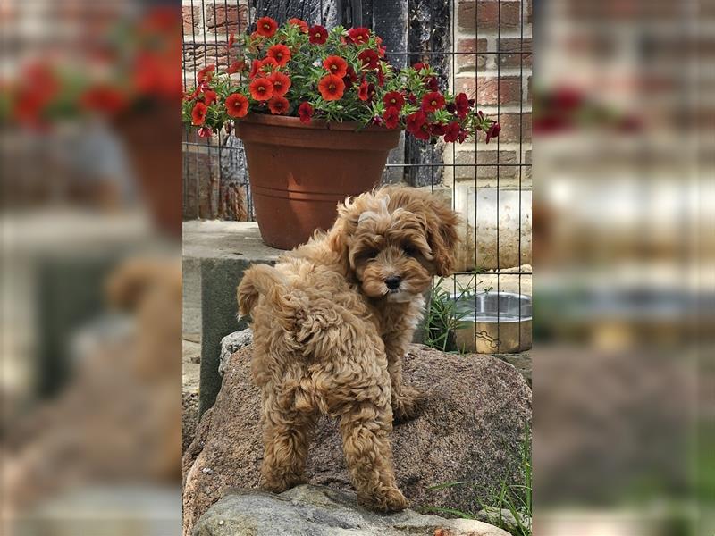 Cavapoo in apricot suchen ihr Zuhause