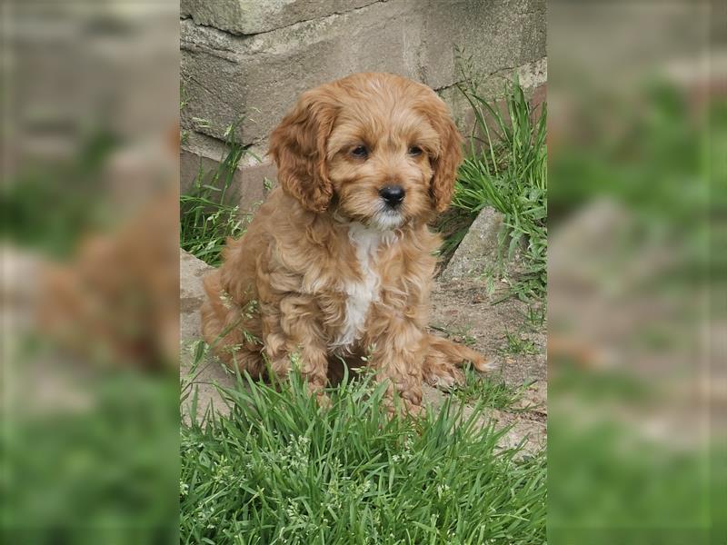 Cavapoo in apricot suchen ihr Zuhause