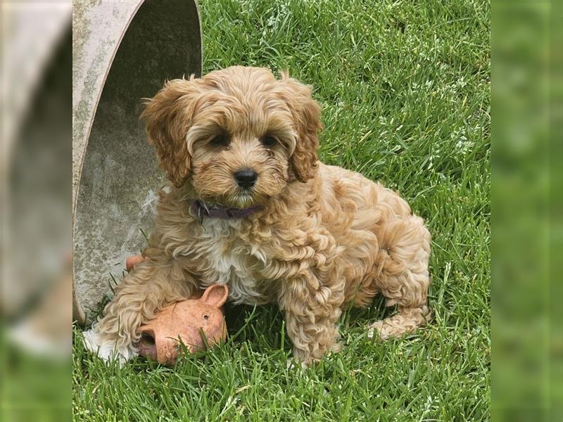 Cavapoo in apricot suchen ihr Zuhause