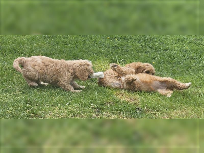 Cavapoo in apricot suchen ihr Zuhause