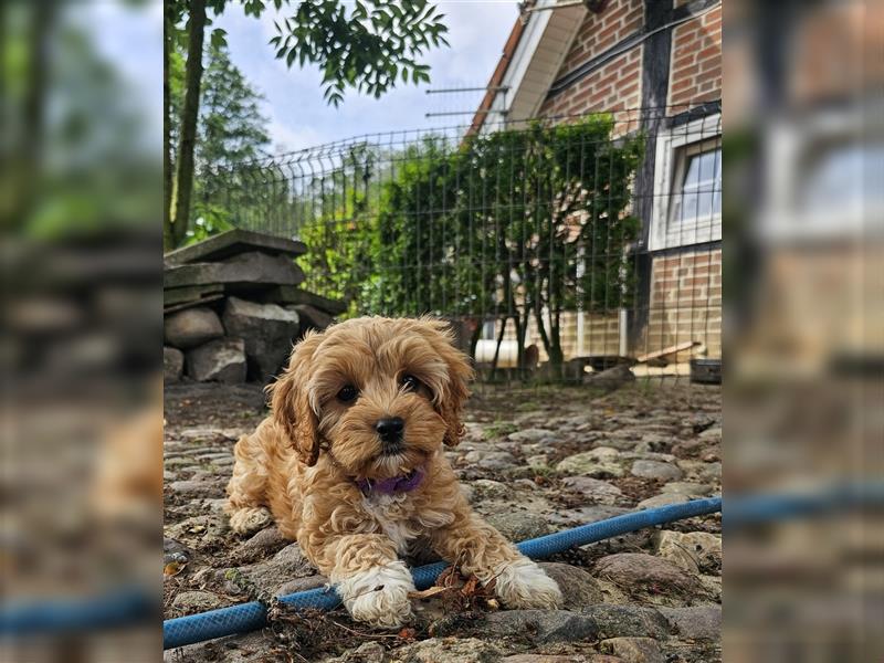 Cavapoo in apricot suchen ihr Zuhause