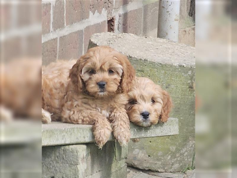 Cavapoo in apricot suchen ihr Zuhause