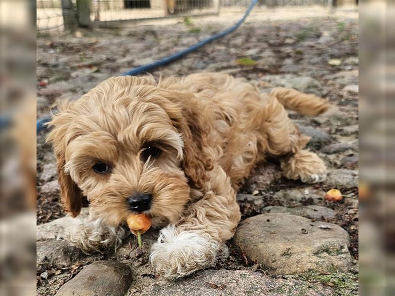 Cavapoo in apricot suchen ihr Zuhause