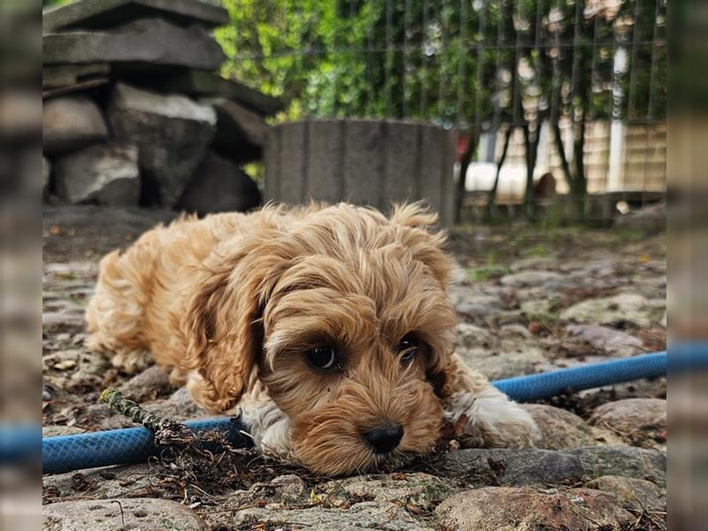 Cavapoo in apricot suchen ihr Zuhause