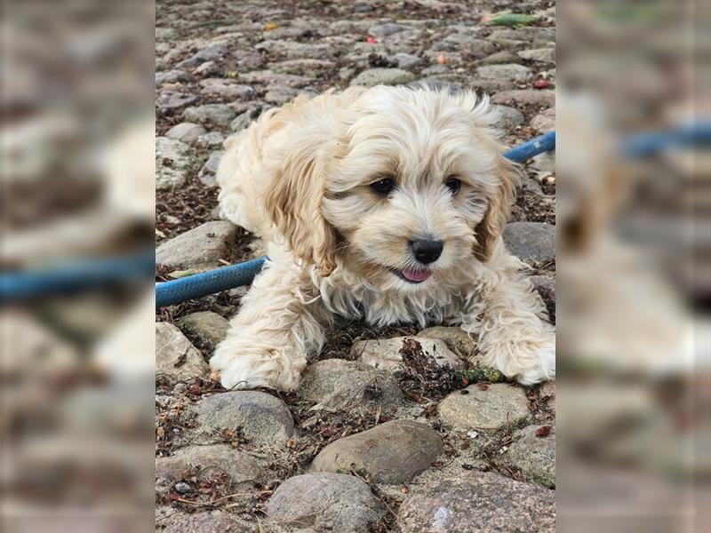 Cavapoo in apricot suchen ihr Zuhause