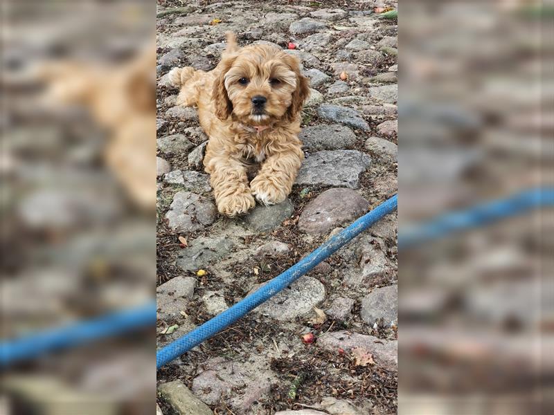 Cavapoo in apricot suchen ihr Zuhause