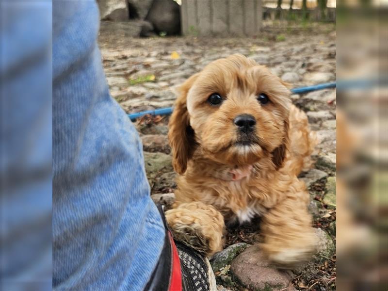 Cavapoo in apricot suchen ihr Zuhause