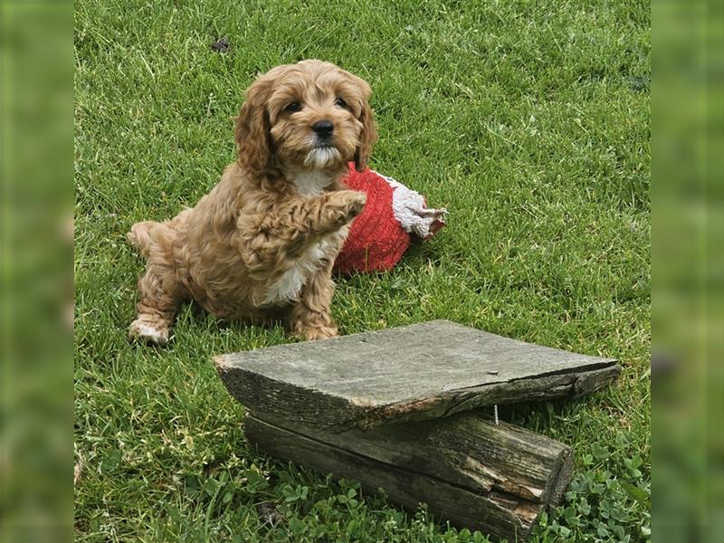 Cavapoo in apricot suchen ihr Zuhause