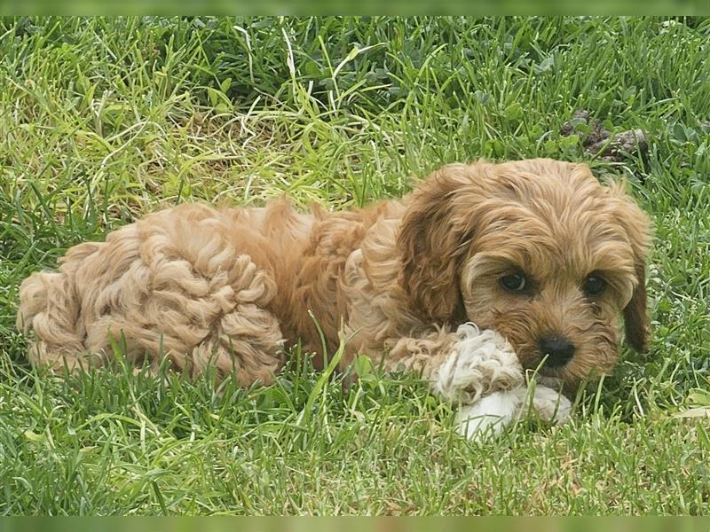 Cavapoo in apricot suchen ihr Zuhause