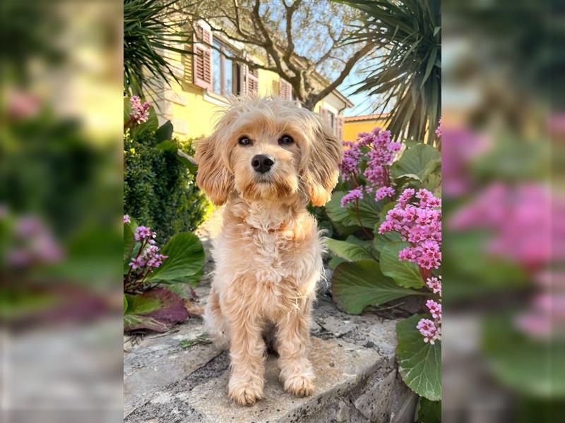 Wunderschöne Cavapoo Welpen mit Teddygesicht