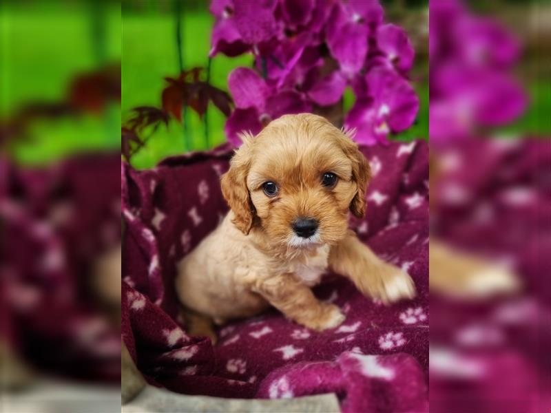 Wunderschöne Cavapoo Welpen mit Teddygesicht