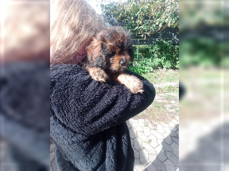 Cavapoo cavalier king charles spaniel Welpe weiblich