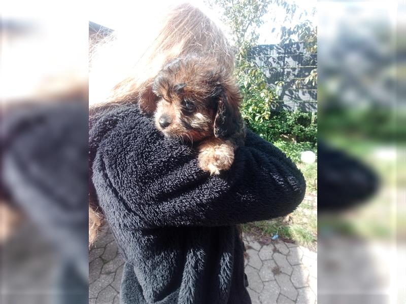 Cavapoo cavalier king charles spaniel Welpe weiblich