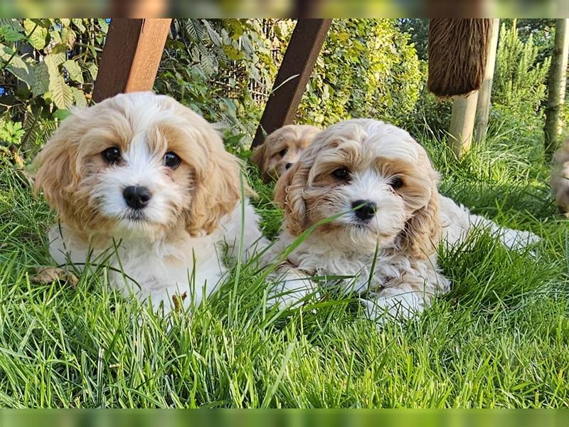 Cavapoo suchen ein Zuhause