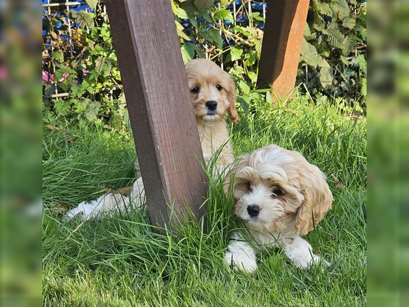 Cavapoo suchen ein Zuhause