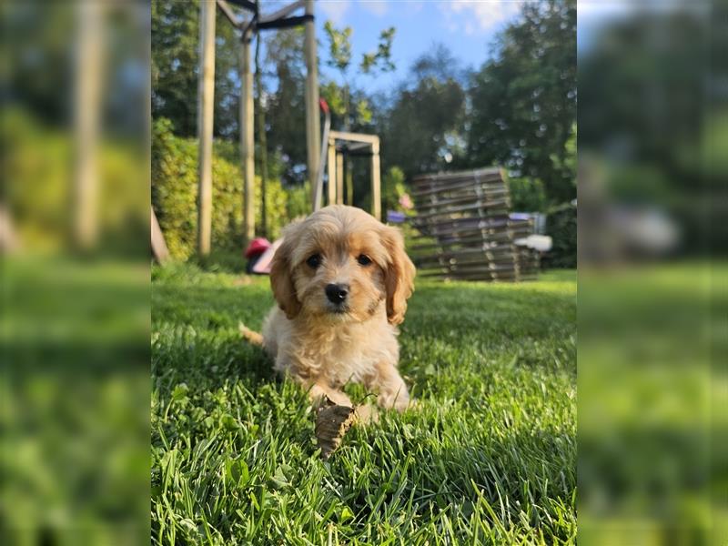 Cavapoo suchen ein Zuhause