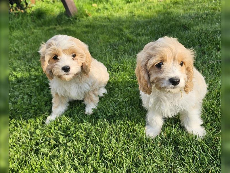 Cavapoo suchen ein Zuhause