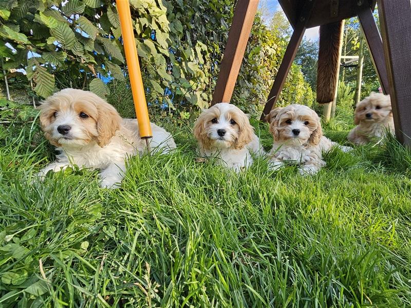 Cavapoo suchen ein Zuhause