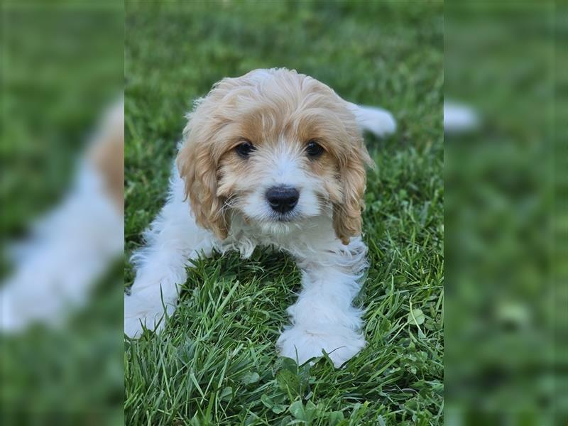 Cavapoo suchen ein Zuhause