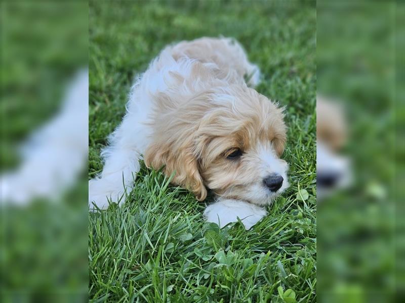 Cavapoo suchen ein Zuhause