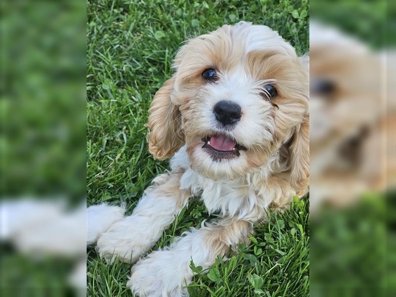 Cavapoo suchen ein Zuhause