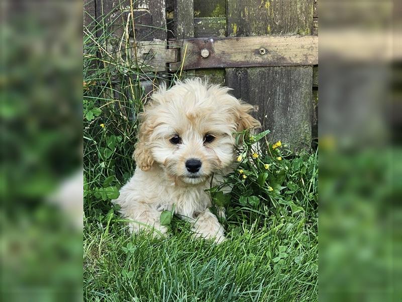 Cavapoo suchen ein Zuhause