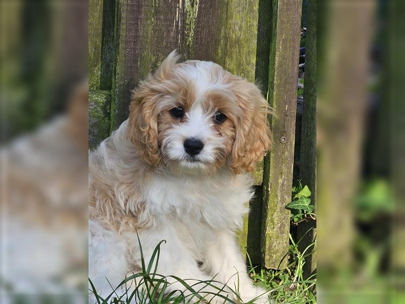 Cavapoo suchen ein Zuhause