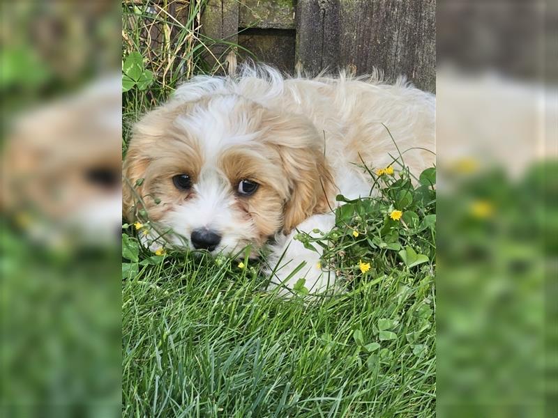 Cavapoo suchen ein Zuhause