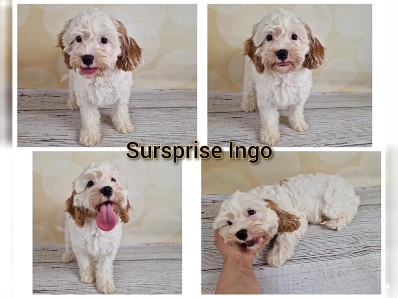 Cavapoo Rüden suchen noch ihre Familie