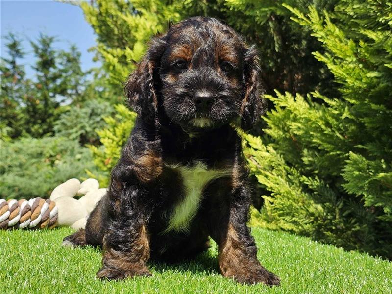 Cavapoo welpen