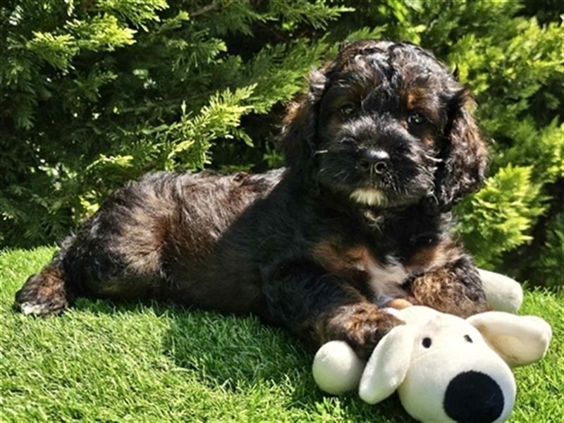 Cavapoo welpen