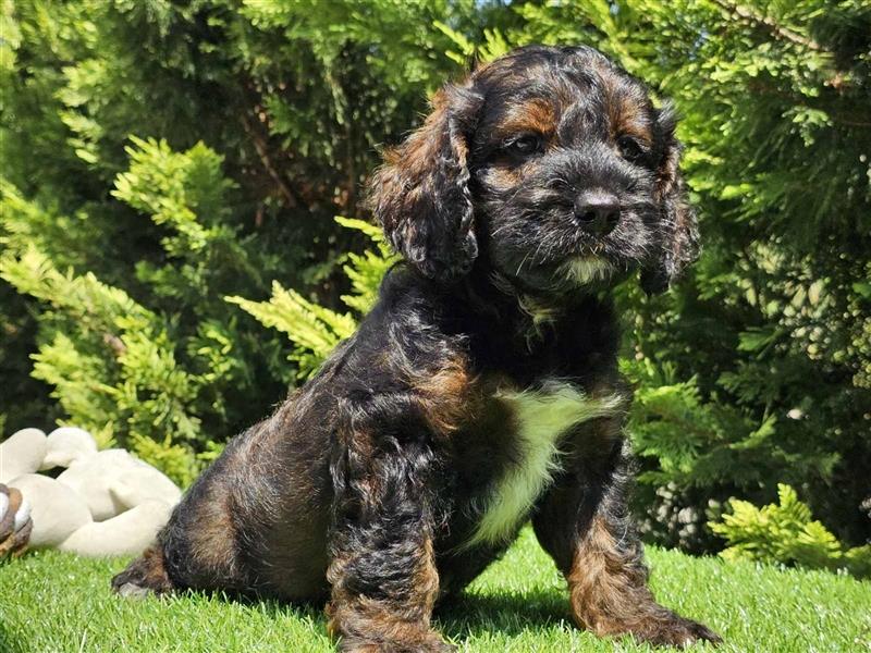 Cavapoo welpen