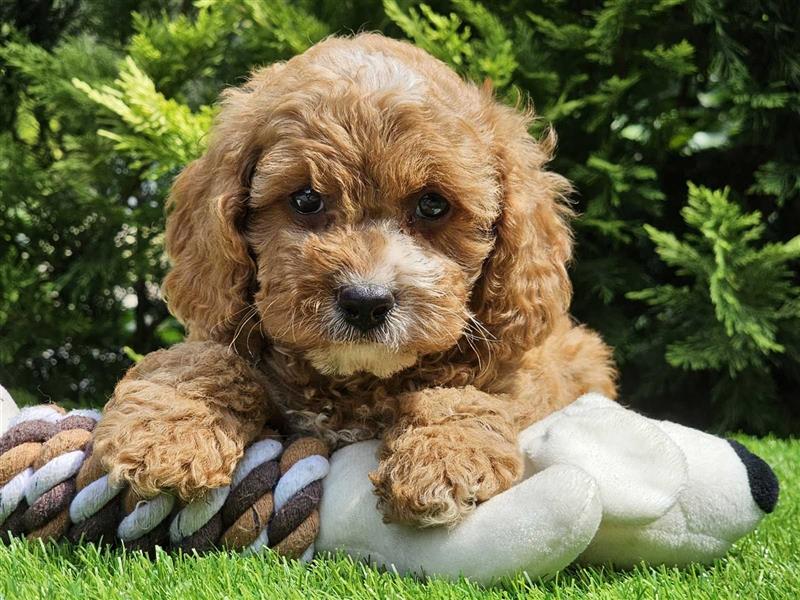 Cavapoo welpen