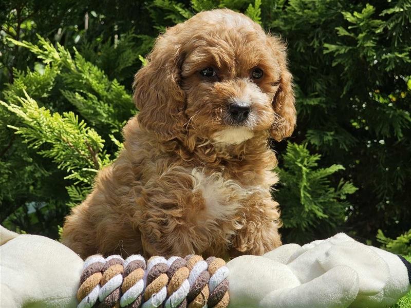 Cavapoo welpen