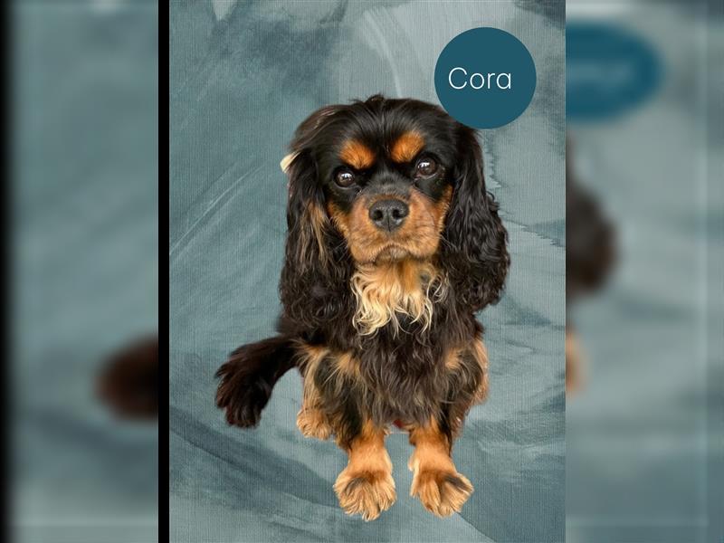 Cavapoo Welpen am 12.09. geboren