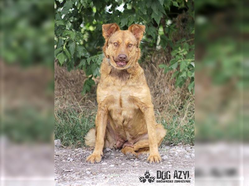 Dorothy - kastrierte Chesapeake Bay Retriever - Schäferhund - Mischlingshündin