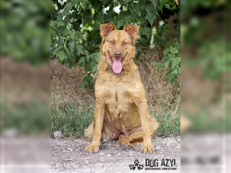 Dorothy - kastrierte Chesapeake Bay Retriever - Schäferhund - Mischlingshündin