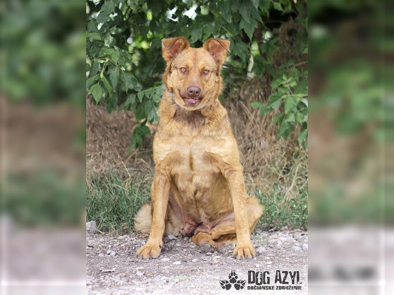 Dorothy - kastrierte Chesapeake Bay Retriever - Schäferhund - Mischlingshündin