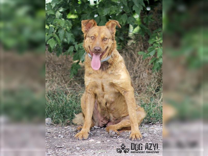 Dorothy - kastrierte Chesapeake Bay Retriever - Schäferhund - Mischlingshündin