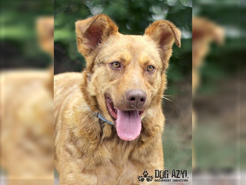 Dorothy - kastrierte Chesapeake Bay Retriever - Schäferhund - Mischlingshündin