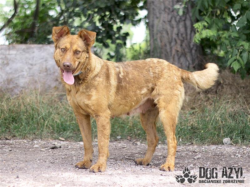 Dorothy - kastrierte Chesapeake Bay Retriever - Schäferhund - Mischlingshündin