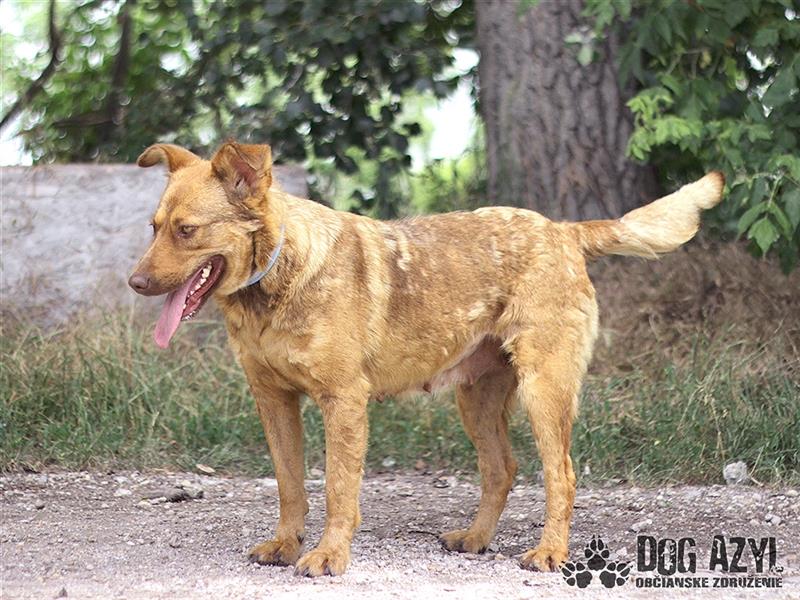 Dorothy - kastrierte Chesapeake Bay Retriever - Schäferhund - Mischlingshündin