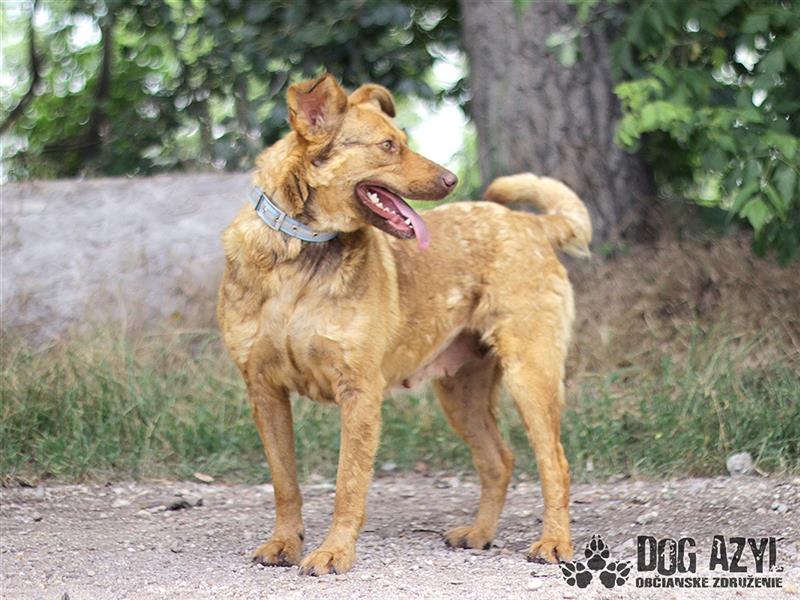 Dorothy - kastrierte Chesapeake Bay Retriever - Schäferhund - Mischlingshündin