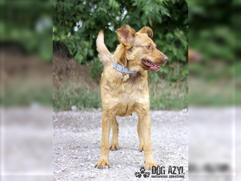 Dorothy - kastrierte Chesapeake Bay Retriever - Schäferhund - Mischlingshündin